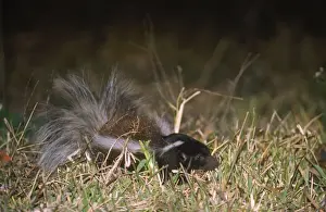 Unique Animal Prints For Sale Prints: Hog-nosed Skunk
