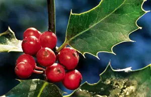 Johan De Meester Art Prints: Holly with berries