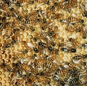 Honey Bee Print - Apis mellifera on Comb