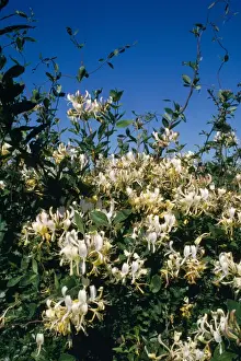 Honeysuckle in Hedge Print