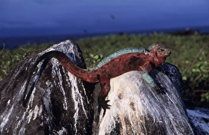 Hood Island Marine Iguana - on rock Hood Island Marine Iguana - on rock