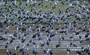 Hooded Crane - & White-naped Crane (Grus vipio) wintering birds Hooded Crane - & White-naped Crane (Grus vipio) wintering birds