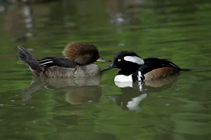Hooded Merganser - male and female on lake Hooded Merganser - male and female on lake