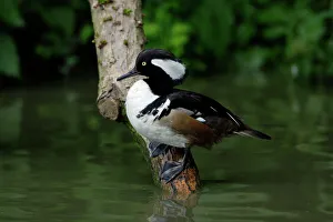 Hooded Merganser - male resting on branch in lake Hooded Merganser - male resting on branch in lake
