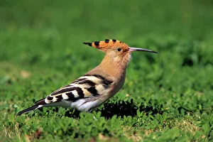 Hoopoe - bird searching for food on a lawn Hoopoe - bird searching for food on a lawn