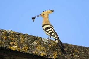 Hoopoe - perched on roof with caught spider in beak Hoopoe - perched on roof with caught spider in beak