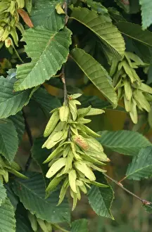 Carpinus Betulus Prints: Hornbeam - in fruit