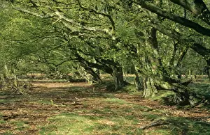 Chris Knights Photography Prints: Hornbeam Trees
