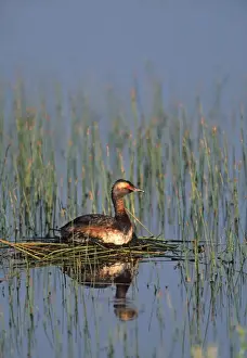 Bird Photography Prints: Horned Grebe