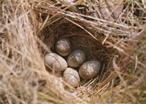 Horned / Shore Lark - eggs in nest Horned / Shore Lark - eggs in nest