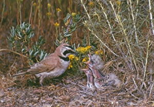 Horned / Shore Lark - male feeding young Horned / Shore Lark - male feeding young