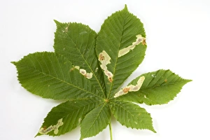 Horse Chestnut Leaf - Miner Grub damage to leaf Horse Chestnut Leaf - Miner Grub damage to leaf