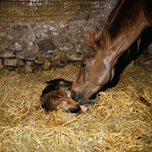 Horse - new born thoroughbred foal Horse - new born thoroughbred foal