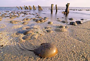 Horseshoe Crab - often found on beach after tide recedes Horseshoe Crab - often found on beach after tide recedes