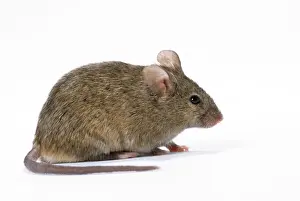 Prints of JD-17054 House Mouse Studio Mus musculus John Daniels Please note that prints are for personal display purposes only and may not be reproduced in any way. House Mouse Prints: House Mouse JD-17054 Studio Print