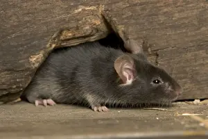 House Mouse LA-2299 Print, Mus musculus