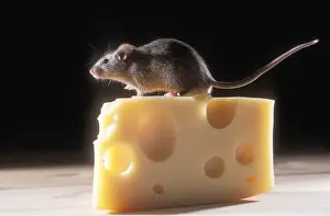 Prints of JD-17058 House Mouse - on block of cheese Mus musculus John Daniels Please note that prints are for personal display purposes only and may not be reproduced in any way. House Mouse Prints: House Mouse on Cheese Print (Mus musculus)