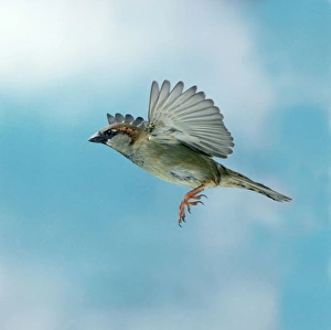 House sparrow - Male in flight, wings up, side view House sparrow - Male in flight, wings up, side view