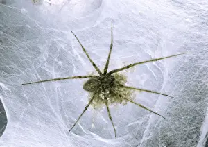 Tegenaria Domestica Prints: House Spider - in web