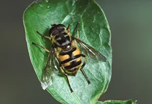 European Hoverfly Species Prints: Hover-fly. Europe