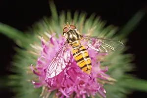 Episyrphus Balteatus Prints: Hoverfly - feeding on thistle - UK