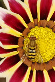 New images march 2022/hoverfly male gazania flower syrphus species New images march 2022/hoverfly male gazania flower syrphus species