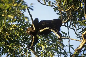 Unique Animal Prints For Sale Prints: Howler Monkey Belize