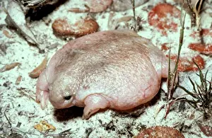Australian Frog Species Prints: HRD0019d