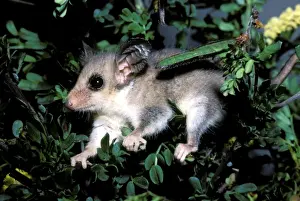 Western Australia Animals Prints: HRD00326