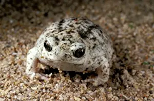 Australian Frogs Prints: HRD00428