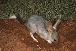 Australian Desert Animals Prints: HRD00572