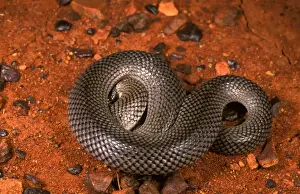 Australian Snakes Prints: HRD01120