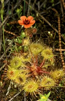 Sundew Plant Prints: HRD01318