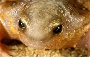 Australian Frog Species Prints: HRD01524