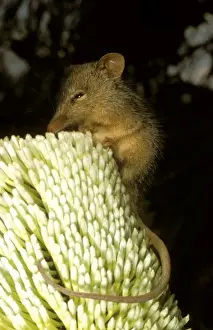 Australian Native Animals Pictures Prints: HRD01532