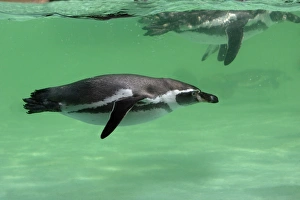 Humboldt Penguin - swimming under water Humboldt Penguin - swimming under water