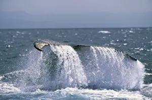 Marine Mammals Photography Prints: Humpback Whale