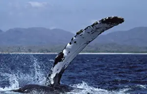 Marine Life Conservation Efforts Prints: Humpback whale - flipper-slapping