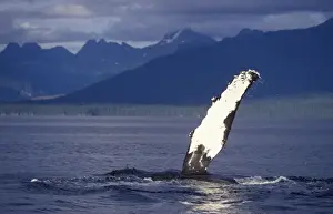 Megaptera Novaeangliae Species Prints: Humpback whale - Flipper-slapping Inside Passage, Southeast Alaska