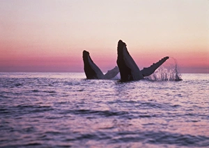 HUMPBACK WHALES - Breaching at sunset HUMPBACK WHALES - Breaching at sunset
