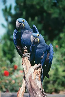 HYACINTH MACAWS - pair on perch HYACINTH MACAWS - pair on perch
