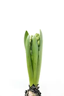 Studio Plant Photography Prints: Hyacinth - Sequence 1 of 3