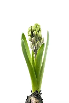 White Background Florals Prints: Hyacinth - Sequence 2 of 3