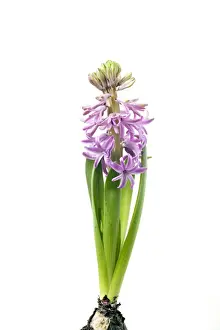 Studio Plant Photography Prints: Hyacinth - Sequence 3 of 3