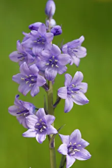 Hybrid bluebell, common x spanish Hybrid bluebell, common x spanish