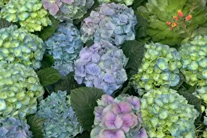 Hydrangea Flowers Prints: Hydrangea