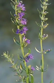 Herbaceous Perennial Plants Prints: Hyssop