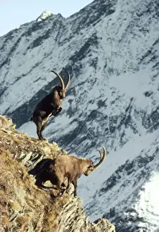 Jean Paul Ferrero Photography Prints: Ibex - fighting