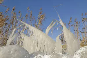 Frozen Landscape Europe Prints: Ice structures on reed