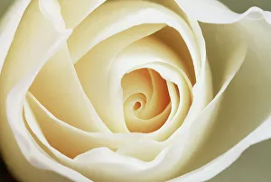 Iceberg ROSE - close-up of flower Iceberg ROSE - close-up of flower